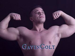 GavinColt